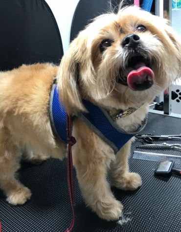 Small fluffy dog with a blue harness and tongue out happily.