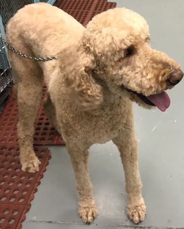 A curly-haired golden poodle standing indoors on a gray floor.