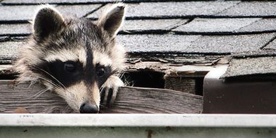 Get Rid of Squirrels in Your Attic - Fur Busters Wildlife Removal