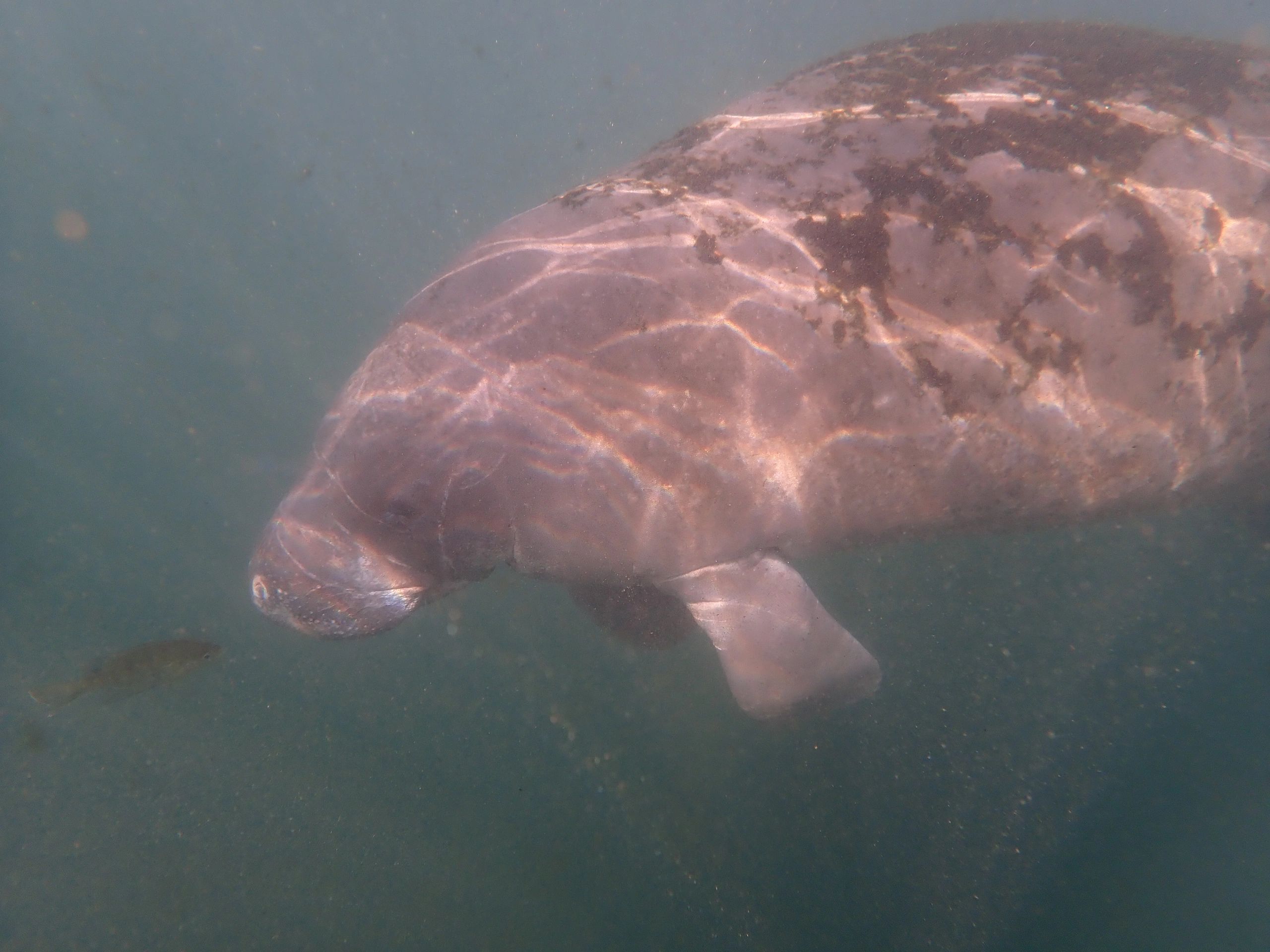 Manatee diving in Crystal River FL
