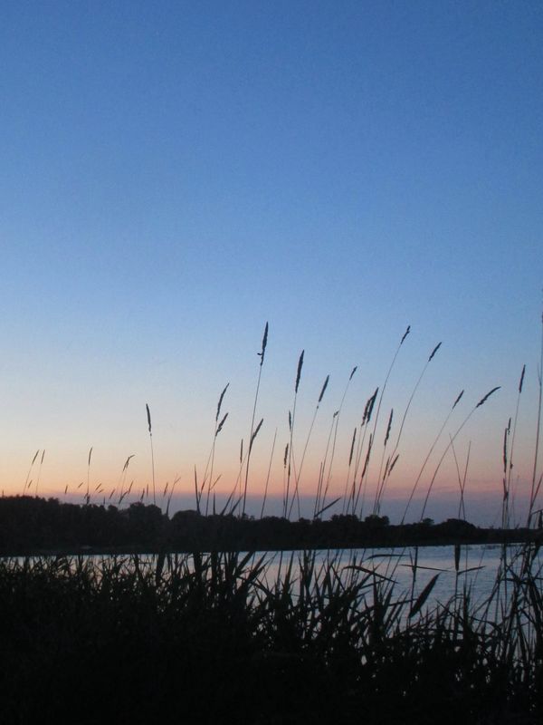 Tall grasses silhouetted against a serene sunset over a river.