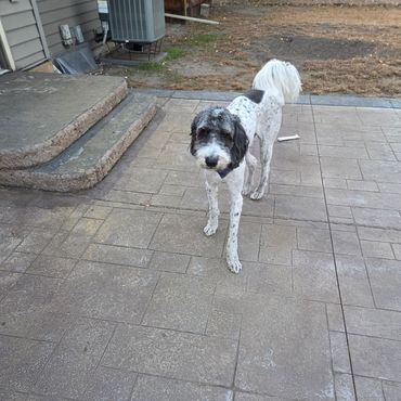 A black and white dog standing on a tiled patio near some steps.