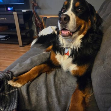 Bernese Mountain Dog relaxing on a couch with a cozy blanket.