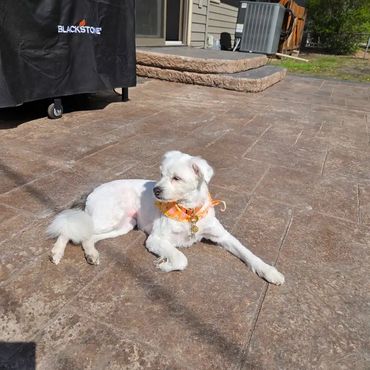 Small white dog lying on a stone patio in the sun.
