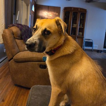 A tan and white dog sitting indoors looking back.