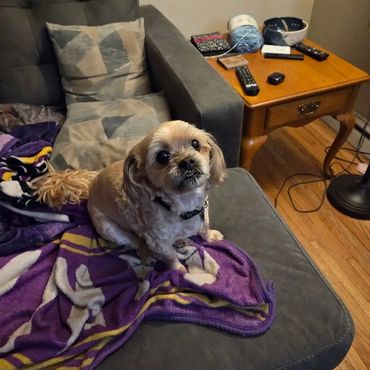 Small dog sitting on a gray couch with a purple blanket.
