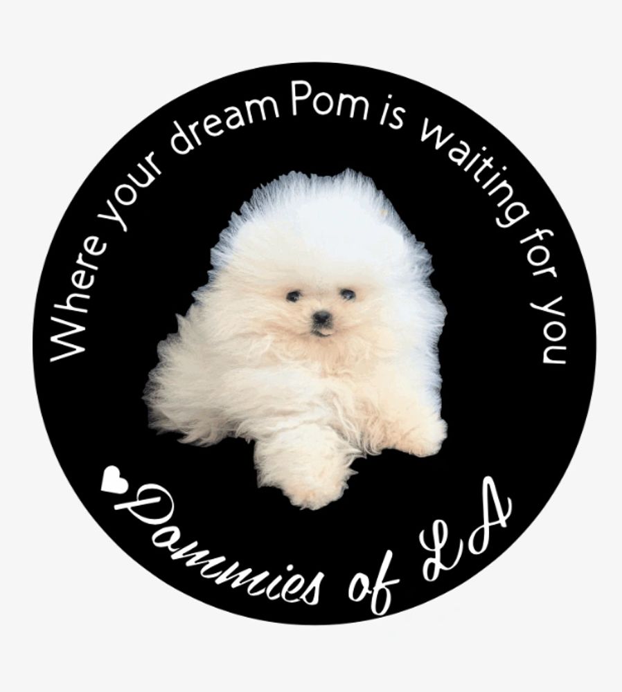 Legacy mini sale pomeranians