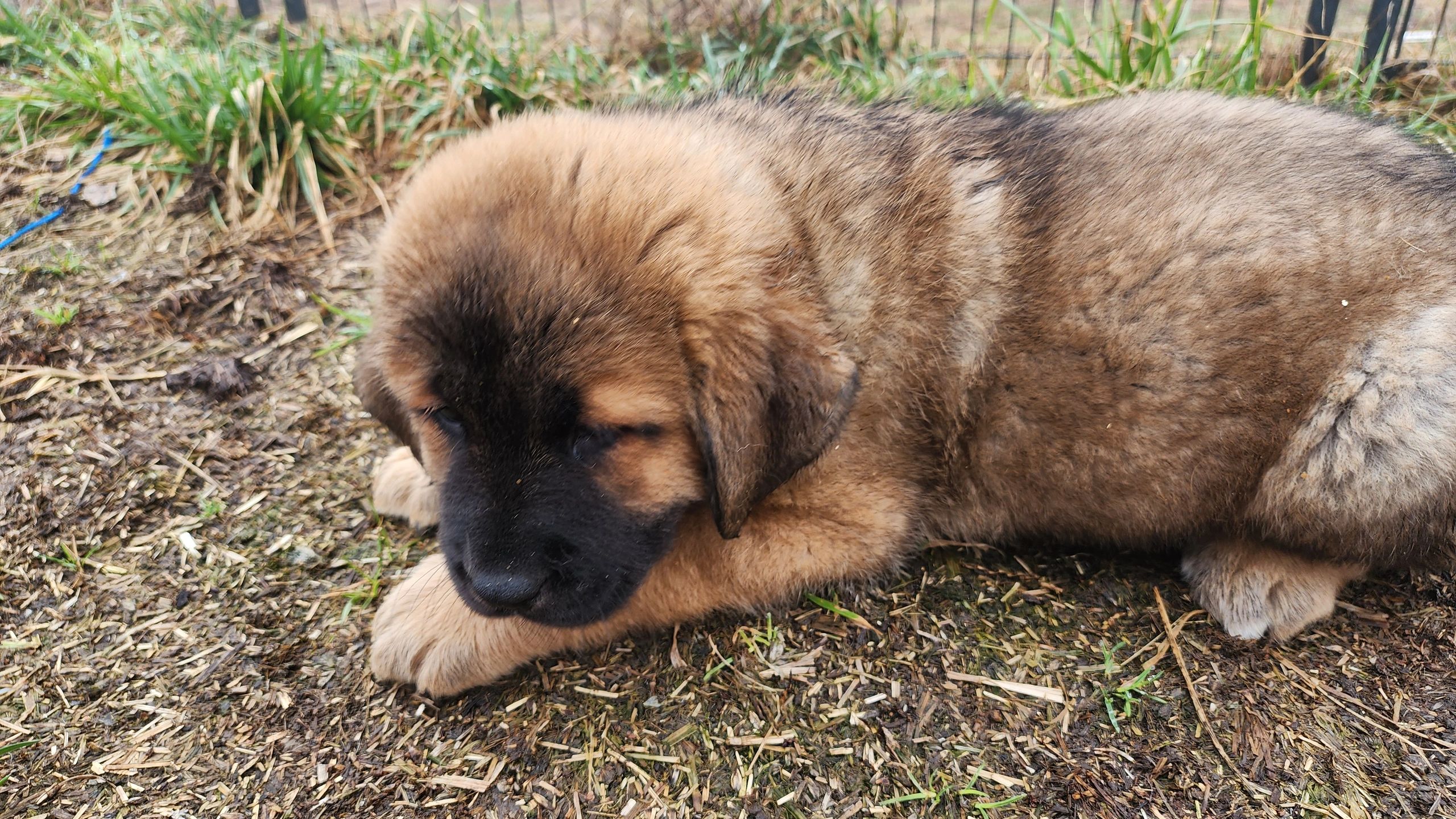 Tibetan Mastiff, Akita, Asian Bear Dog, Breeder, Caucasian Ovcharka, Russian