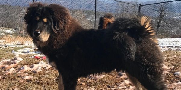 Asian Bear's Tibetan Mastiff Eurasure Bear son of Bear and Ariel