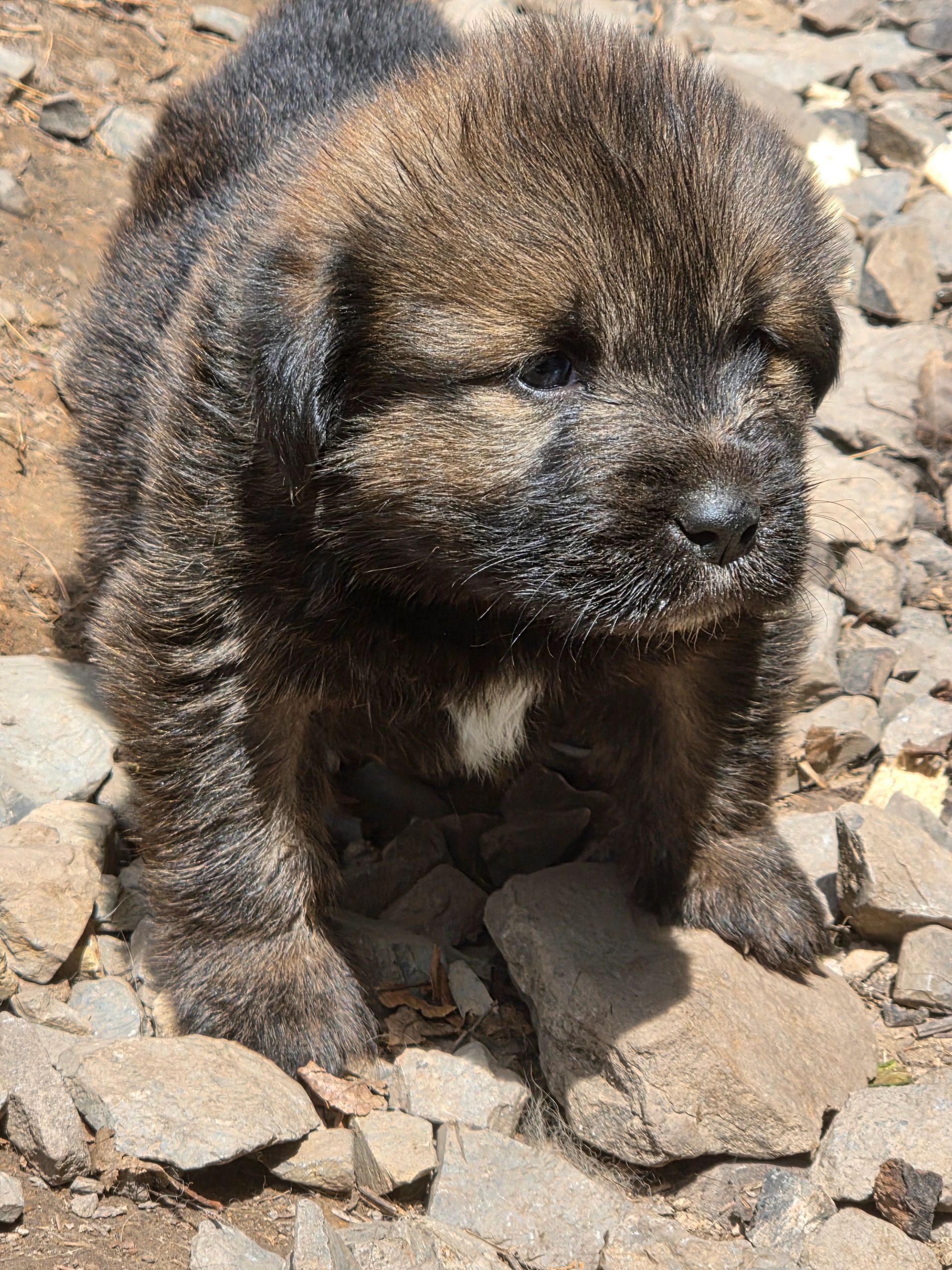 Aboriginal Tibetan Mastiff Ragnar 