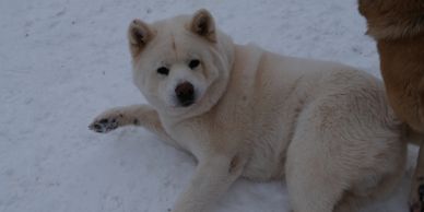 AsianBears.net - Tibetan Mastiff, Akita, Asian Bear Dog, Breeder, Caucasian  Ovcharka, Russian Bear Dog, Tibetan Mastiff Puppies for Sale, Akita,  Caucasian Ovcharka, Imperial Asian Bear, Asian Bear Ovcharka