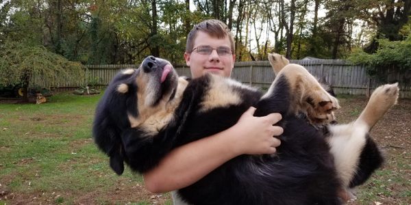 Asian Bear's Tibetan Mastiff Bella imported from Hungary.