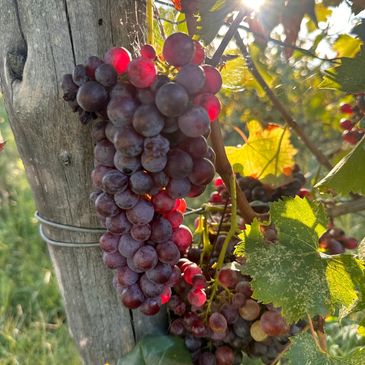 Georgian wine grapes