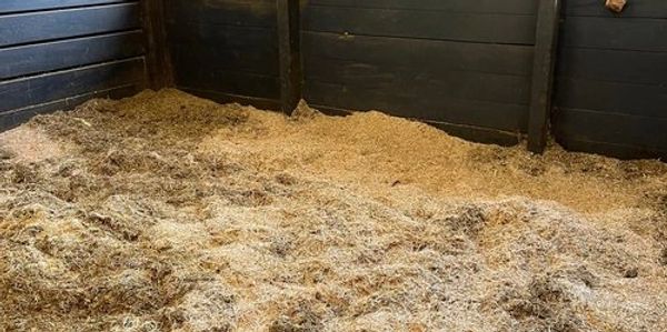 soiled miscanthus bedding in a stall