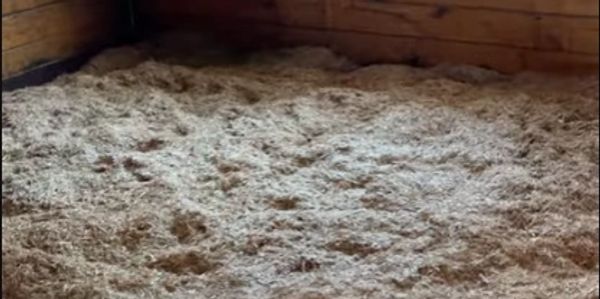 fresh miscanthus bedding in a stall