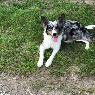 Zigs Border Collies - Border Collie, Breeder, Dog | Zigs Border Collies