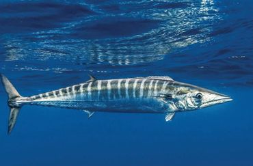 A striped wahoo fish swimming in clear blue ocean water.