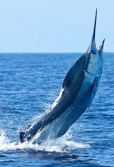 A marlin leaps out of the ocean, hooked on a fishing line.