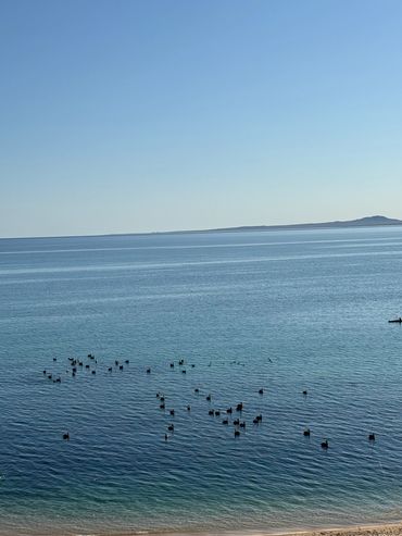 Calm sea with birds floating near the shore under a clear sky.