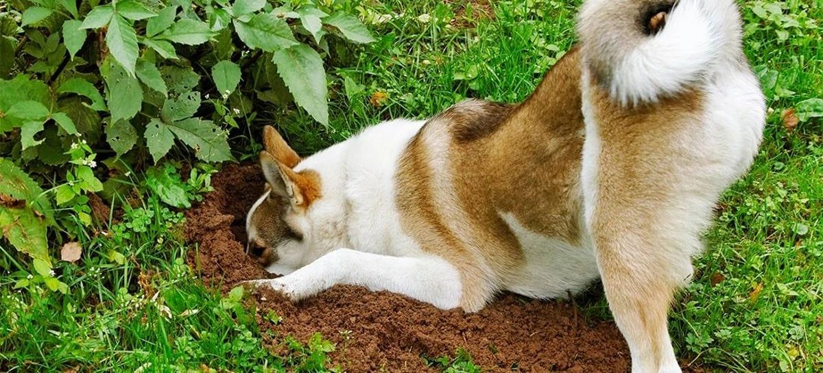 How To Keep Dogs From Digging Flower Beds