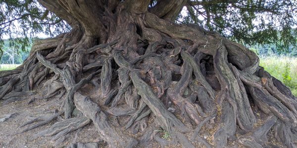 Tree roots from a tree survey.