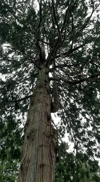 tree pruning West North Vancouver Burnaby Port Coquitlam Port Moody Maple Ridge Pitt Meadows Surrey 