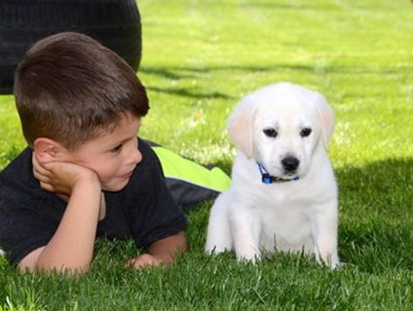 Christmas White Yellow chocolate Black Low Shed AKC Lab Puppies For Sale Scottsdale Phoenix Tucson