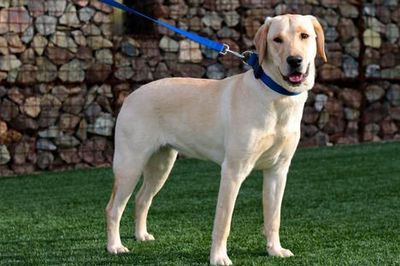 Y, our Flagship Low Shedding AKC Labrador Retriever.  