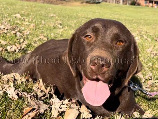 White Yellow Dudley Chocolate Black English & American AKC Lab Puppies for Sale in Phoenix Tucson AZ
