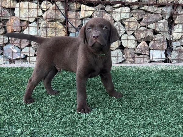 Christmas White Yellow chocolate Black Low Shed AKC Lab Puppies For Sale Scottsdale Phoenix Tucson