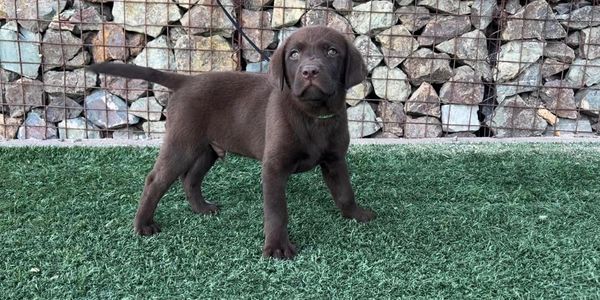 Chocolate Labrador puppy standing on grass with a rock wall background.