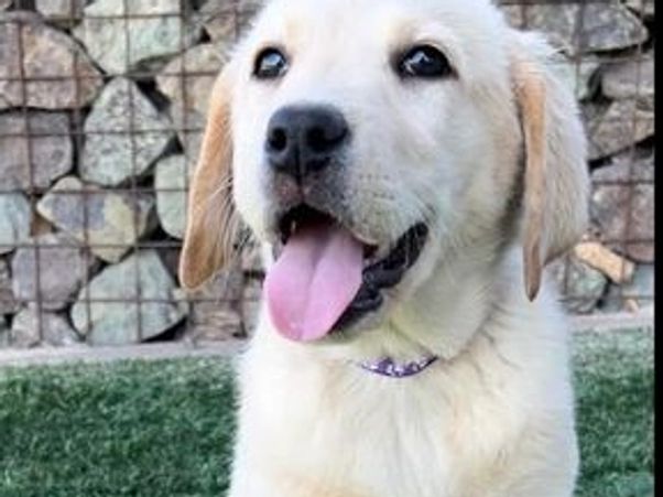 Trained White Yellow chocolate Black Low Shed AKC Lab Puppies For Sale in Scottsdale Phoenix Tucson