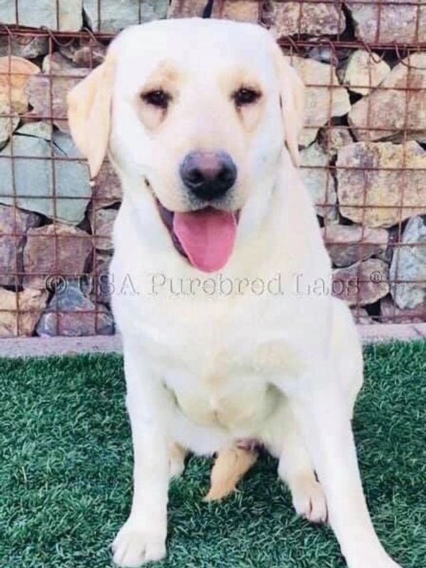 Black & Yellow AKC Low Shedding Lab Puppies for Sale in Scottsdale, Tucson, and Phoenix, AZ