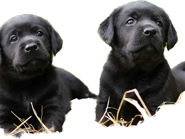 Yellow Black Chocolate AKC Lab Puppies for Sale in Scottsdale, Tucson, Phoenix, AZ