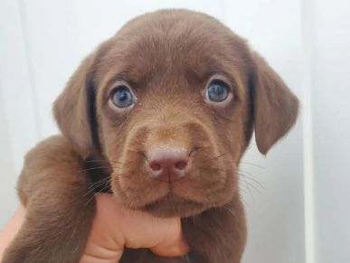 English White Yellow Chocolate Black Dudley AKC Lab Puppies for Sale Scottsdale Tucson Phoenix AZ