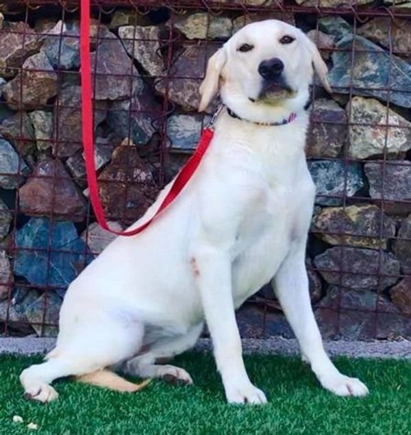 Yellow & White Low Shedding English & American Labrador Retriever Puppies for Sale in Scottsdale, AZ