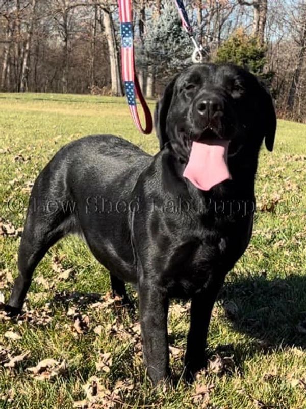 Black & Yellow AKC Low Shedding Lab Puppies for Sale in Scottsdale, Tucson, and Phoenix, AZ