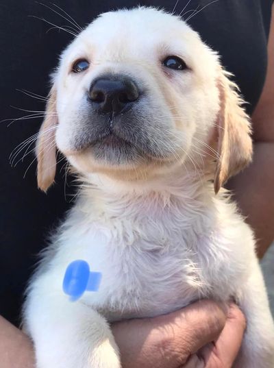 Pure Breed, Low Shed, Yellow, White, Chocolate, or Black AKC Lab Puppies for Sale in Phoenix, AZ