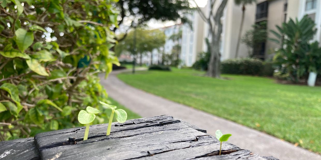 plants growing in handrail