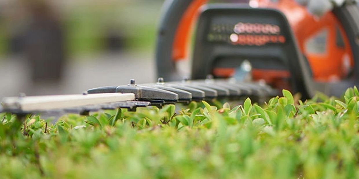 hedge trimmer cutting a hedge