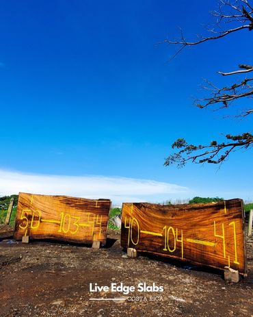 Premium live edge slabs from Costa Rica, perfect for custom wood tables. Sustainably sourced hardwoo
