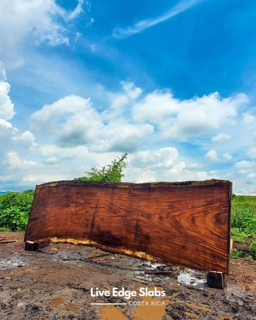 Hand-selected live edge wood slabs for table manufacturing. Ethically sourced tropical hardwood from