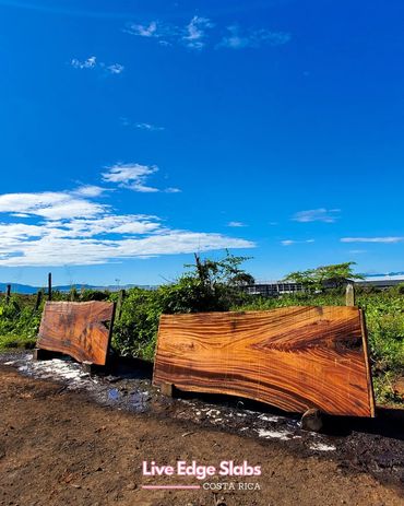  Custom-grade monkeypod slab from Costa Rica. Excellent for eco-conscious furniture manufacturers an