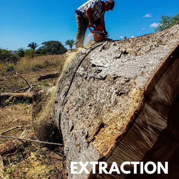 live edge slabs costa rica extracting wood