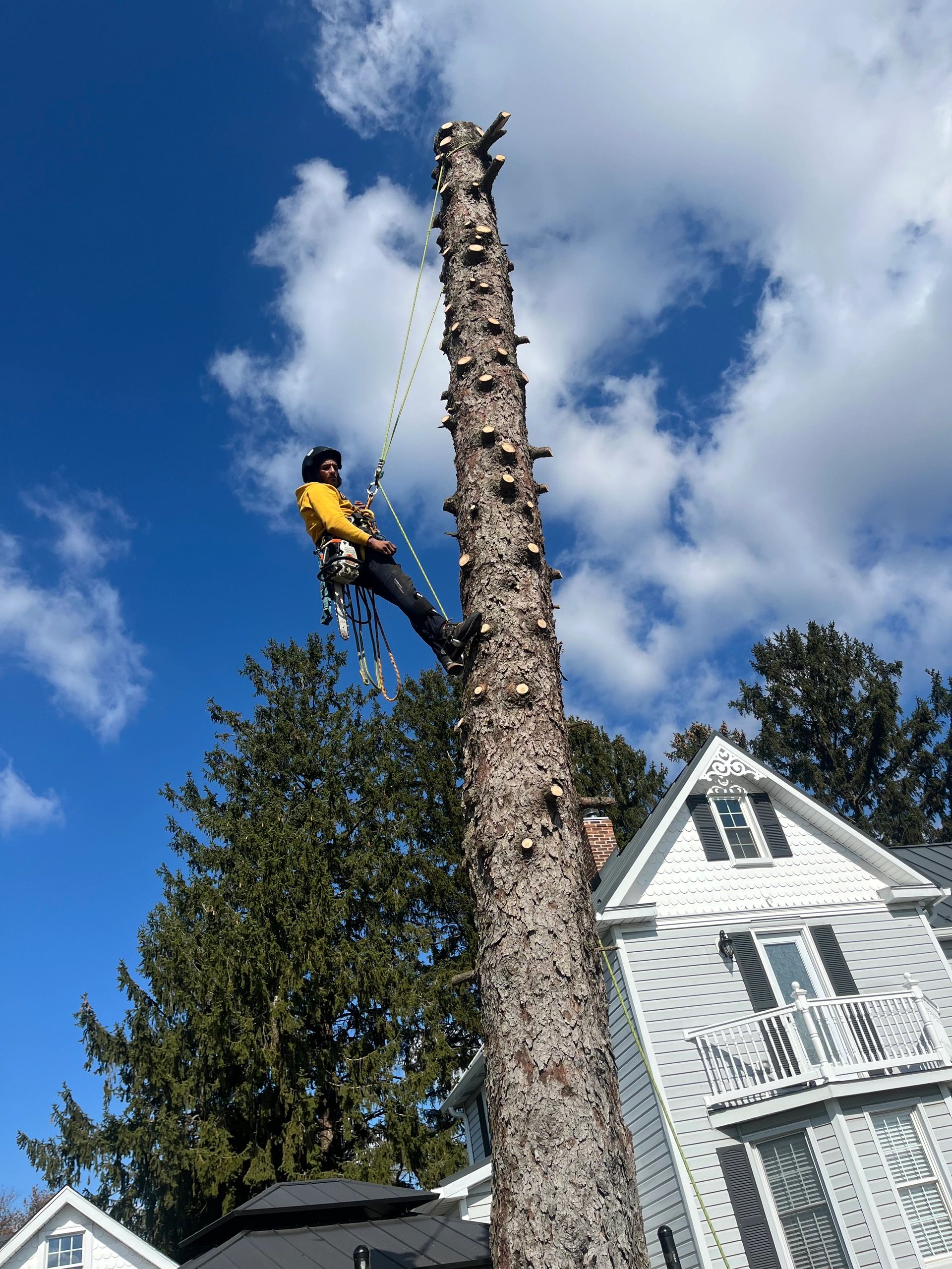 Maryland Tree Removal