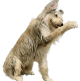 Southern Tails
Dog School
Positive Dog Training
336 953-7632