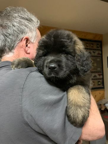 Kamenah Leonbergers - Leonberger Puppies, Breeder, Leonbergers