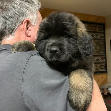 Kamenah Leonbergers - Leonberger Puppies, Breeder, Leonbergers