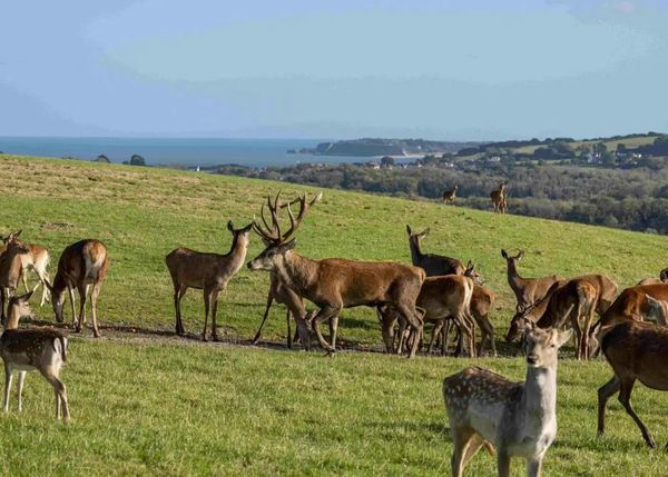 A herd of deer grazing on a green hillside with ocean in background.