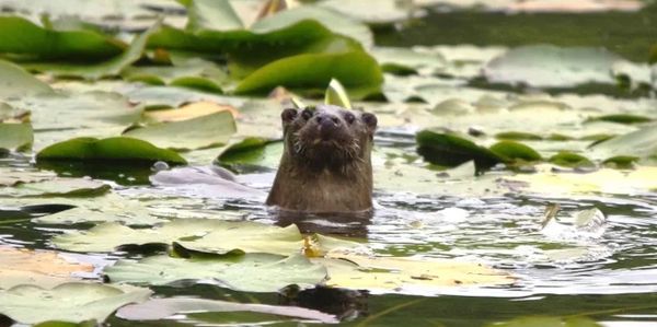 An otter peeking out of water surrounded by lily pads.